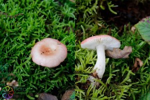 Russula betularum bewerkt